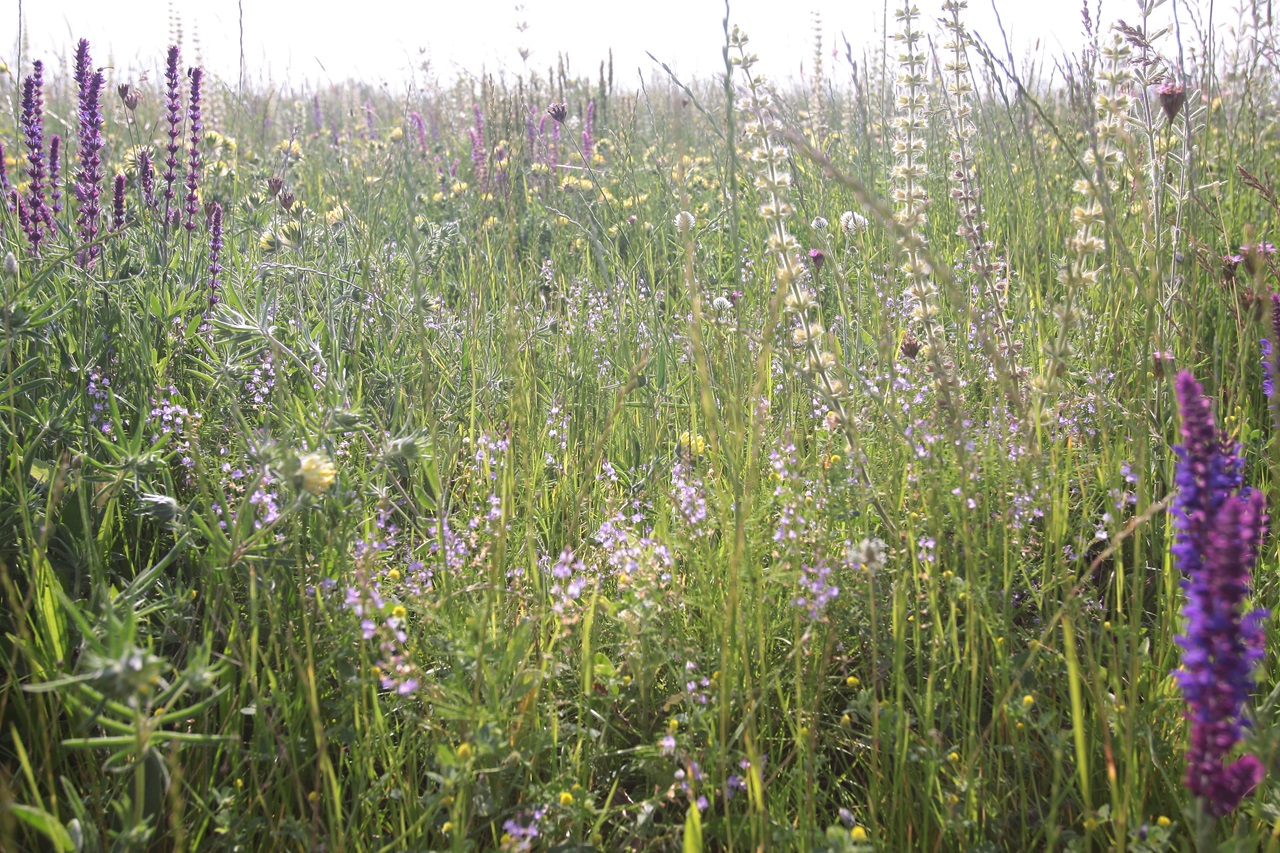 Dunántúli vadvirág keverék - Image 2