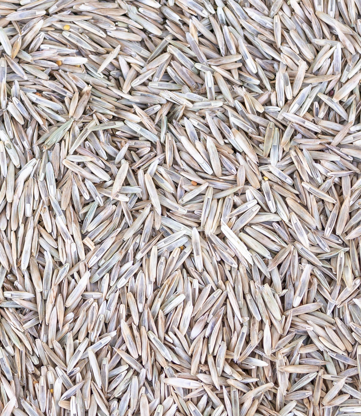 Prémium pázsit fűmagkeverék