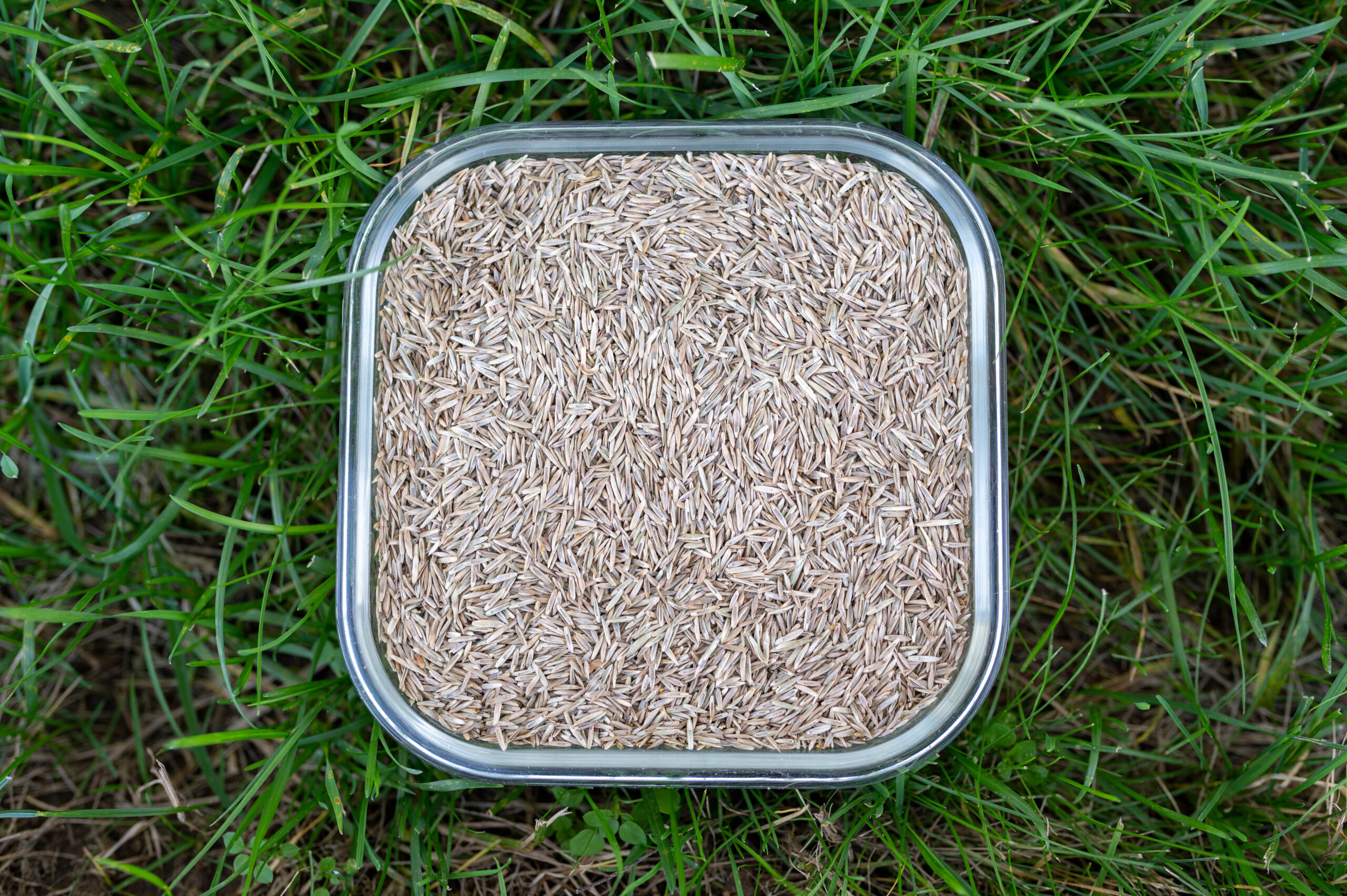 Prémium pázsit fűmagkeverék - Image 2